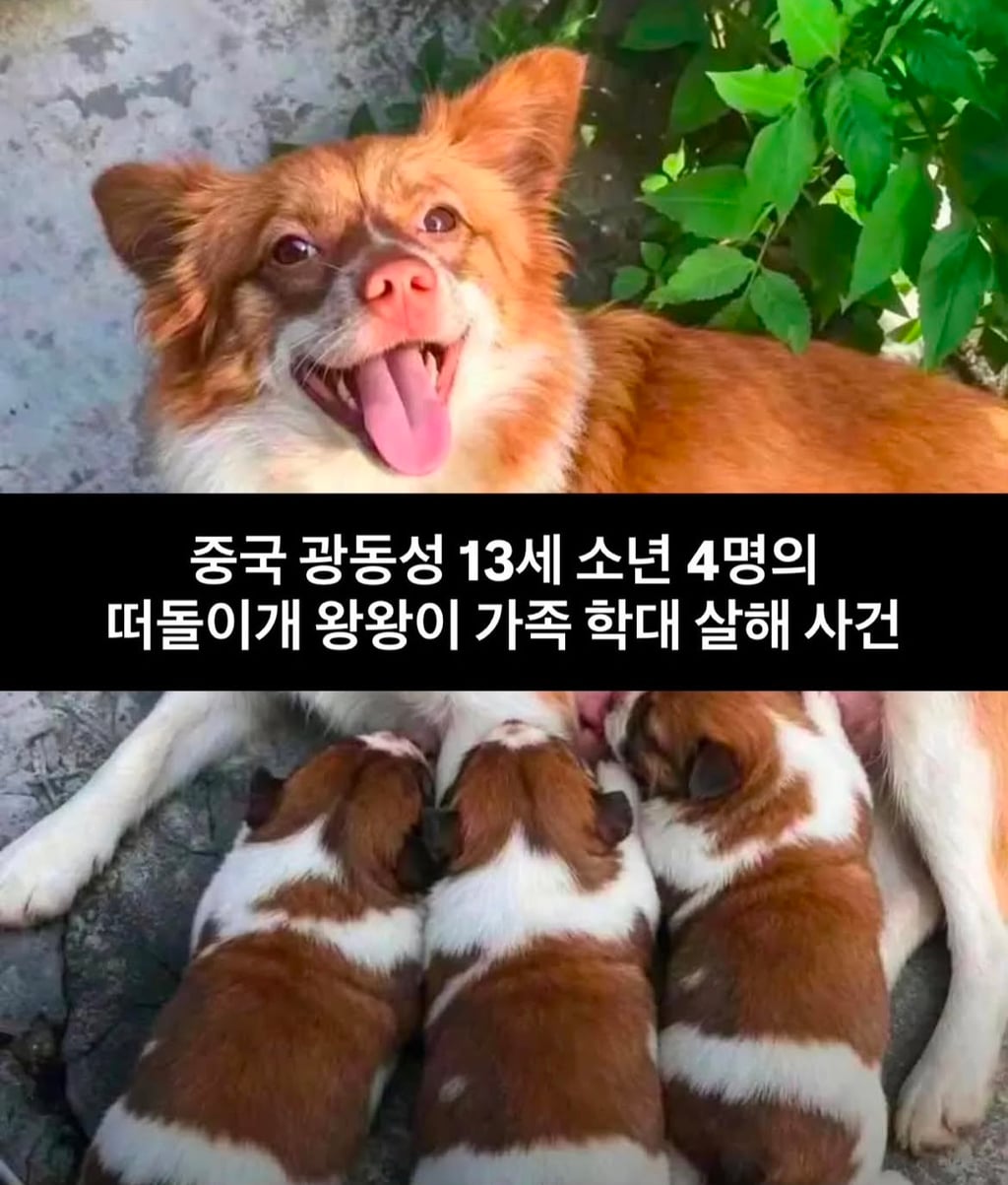 중국 광동성 13세 소년 4명의 떠돌이개 왕왕이 가족 학대 살해 사건 | 인스티즈