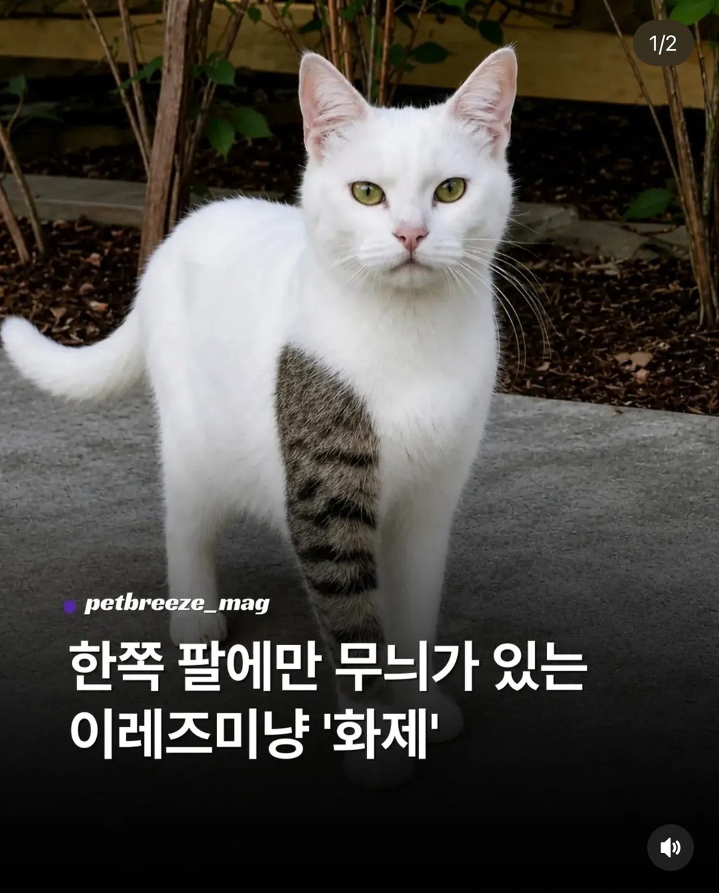 한쪽 팔에만 무늬가 있는 이레즈미냥 '화제' | 인스티즈