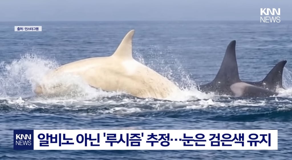 초희귀 새하얀 범고래 | 인스티즈