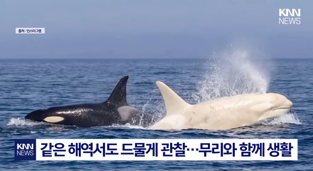 초희귀 새하얀 범고래 | 인스티즈