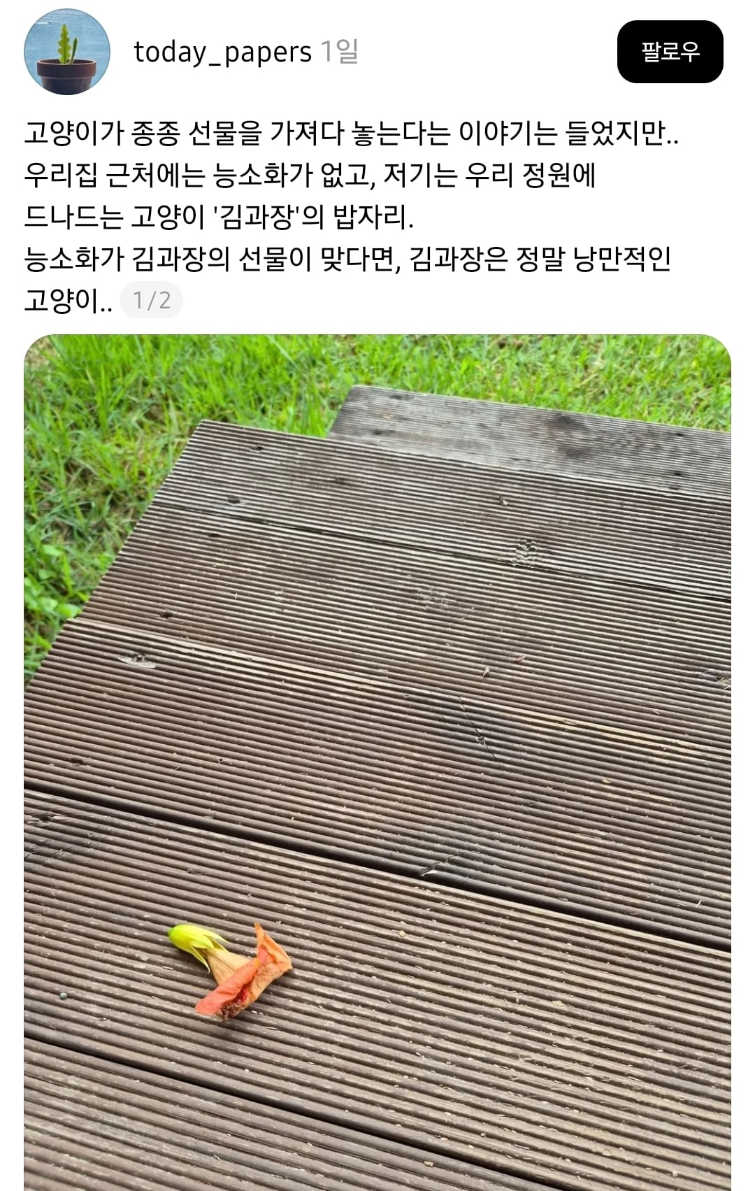 길고양이가 능소화 꽃을 두고 갔어요 | 인스티즈