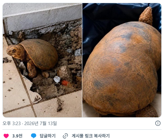 10년 전 리모델링 할 때 타일 바닥 아래 밀폐된 채 갇히게 됐던 거북이가 누수로 인한 공사로 산채로 발견됨 | 인스티즈