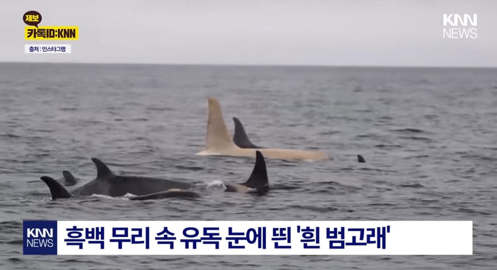 초희귀 새하얀 범고래 | 인스티즈