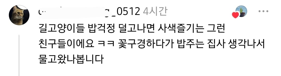 길고양이가 능소화 꽃을 두고 갔어요 | 인스티즈