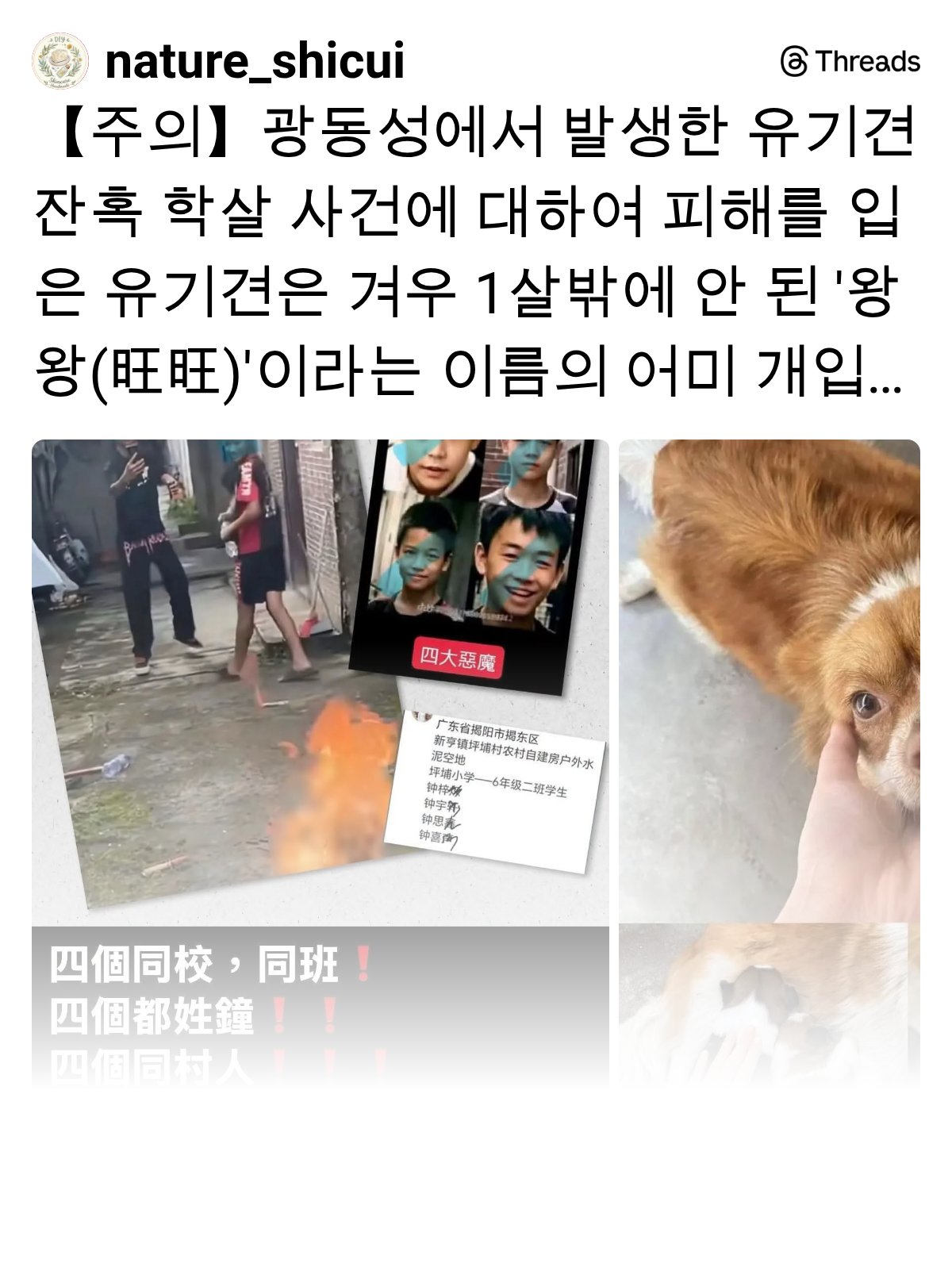 SNS에서 난리난 중국 광동성 유기견 잔혹 학살 사건 (어미견 불태워 죽임) | 인스티즈