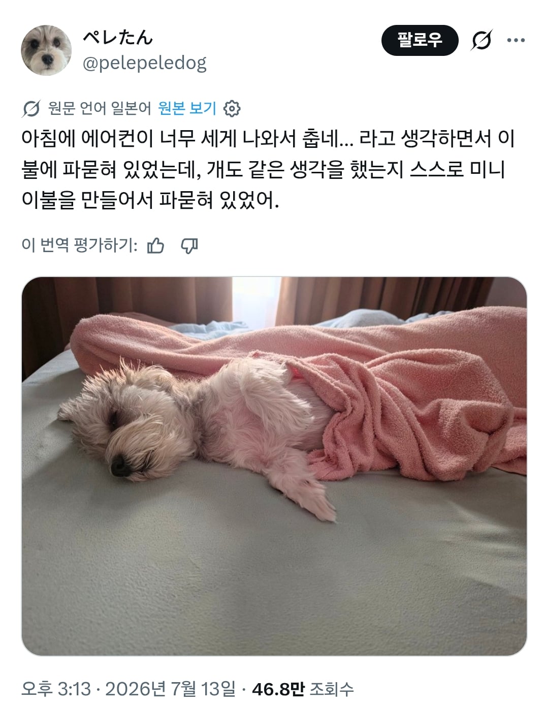 아침에 에어컨이 너무 세게 나와서 춥네… 라고 생각하면서 이불에 파묻혀 있었는데, 개도 같은 생각을 했는지 | 인스티즈