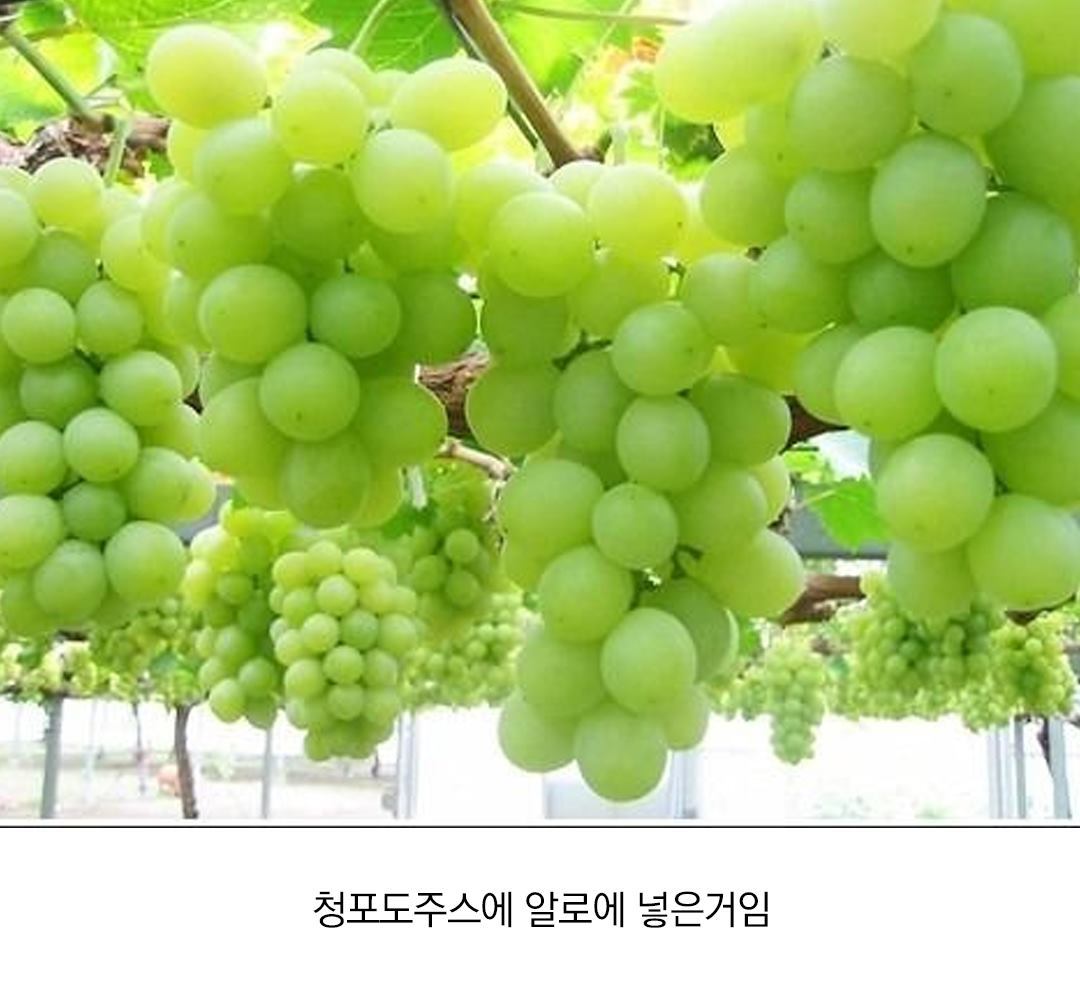 대부분 모르는 알로에 주스 비밀.jpg | 인스티즈