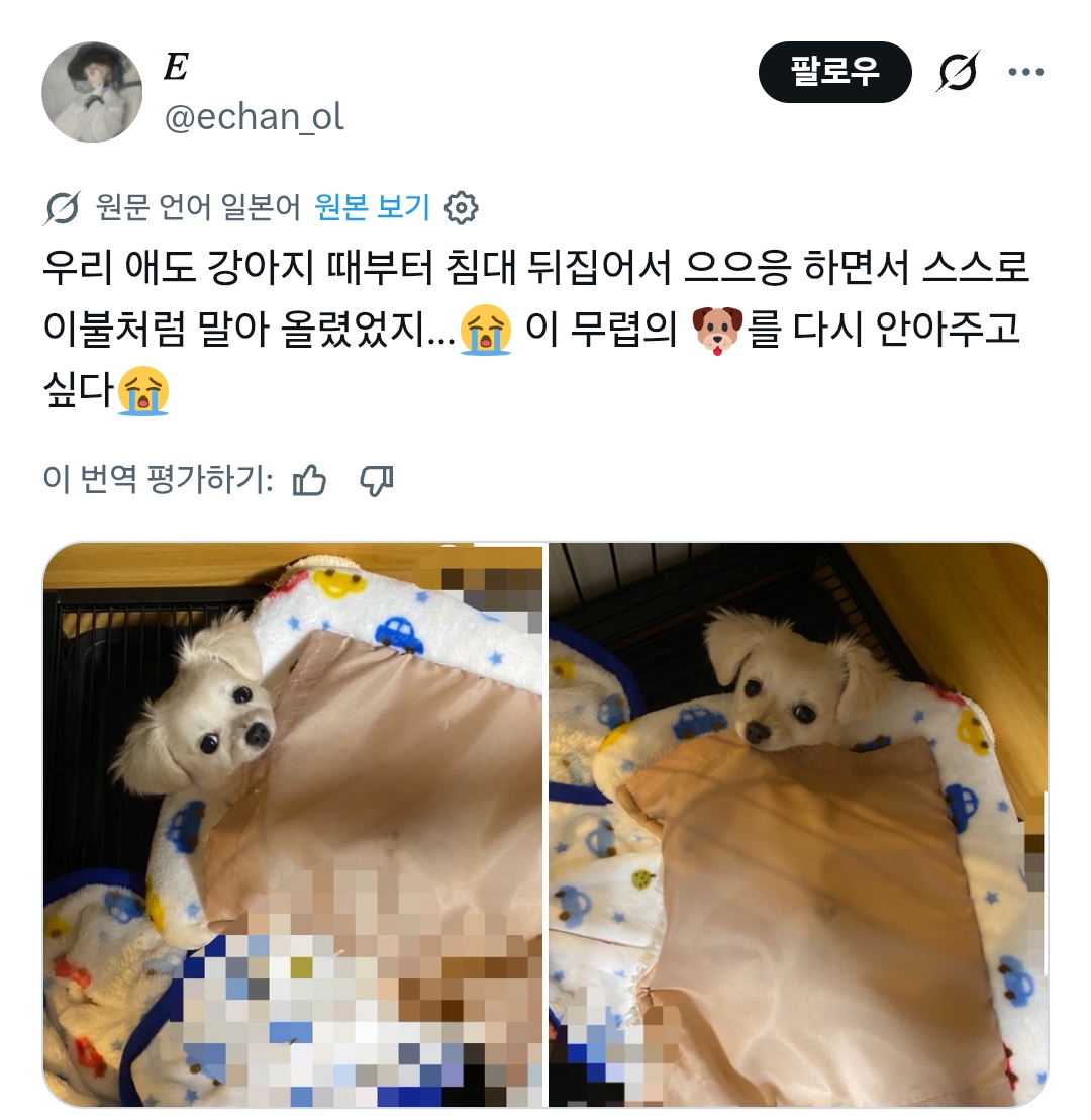 아침에 에어컨이 너무 세게 나와서 춥네… 라고 생각하면서 이불에 파묻혀 있었는데, 개도 같은 생각을 했는지 | 인스티즈