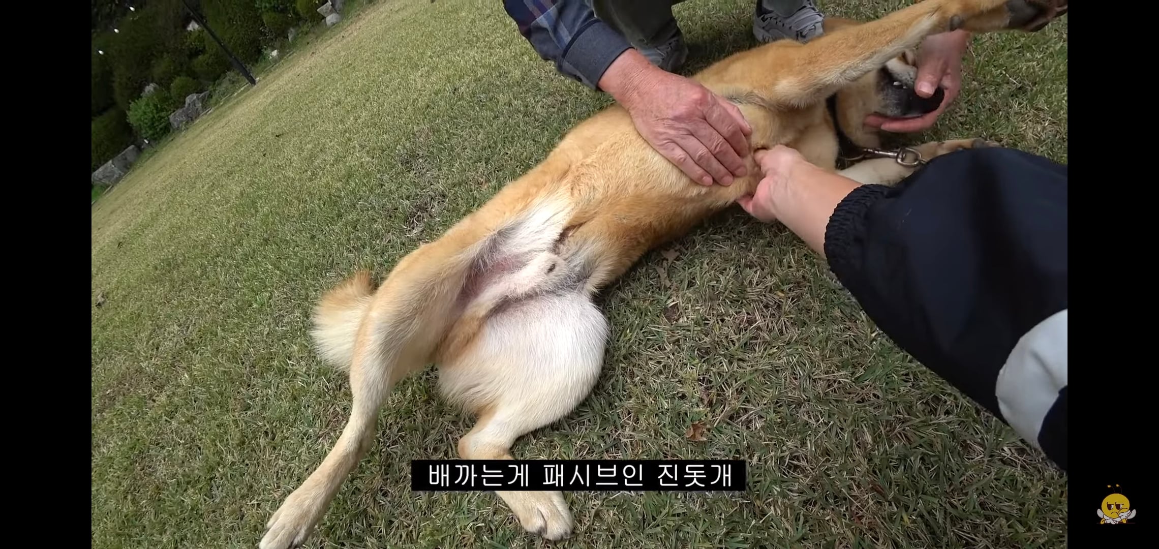 갑자기 유튜버 집에 들어온 떠돌이개가 알고보니 부잣집 도련님이었음.jpg | 인스티즈