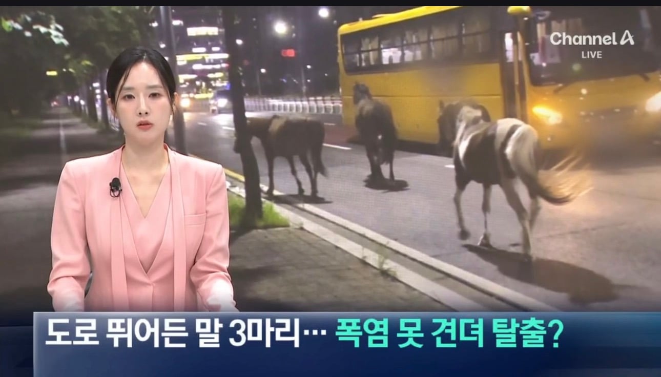말 세 마리 '도심 활보'…"더워서 마구간 문 열어뒀다” | 인스티즈