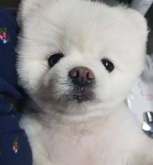 하루에 1억 번다는 에그타르트 가게 | 인스티즈