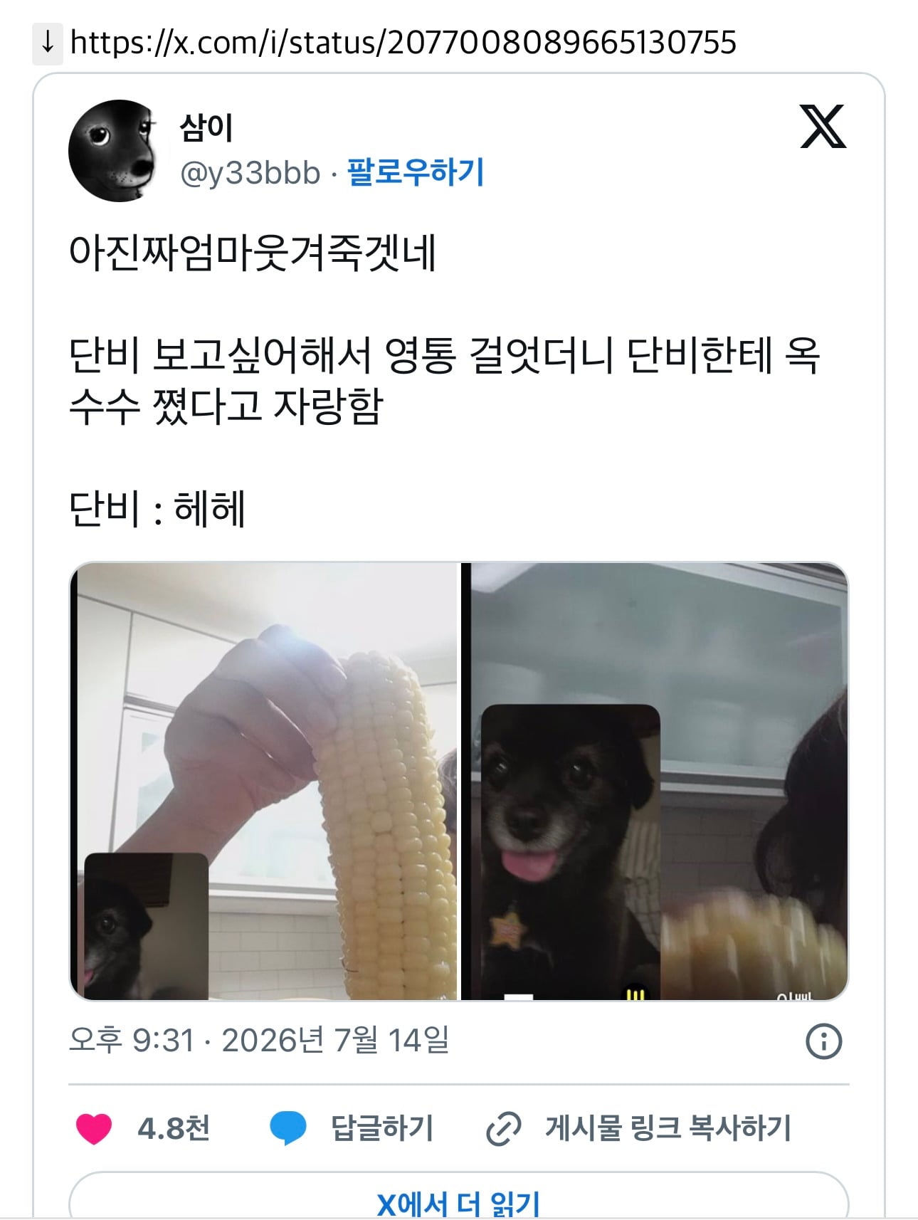 단비 보고싶어해서 영통 걸엇더니 단비한테 옥수수 쪘다고 자랑함 | 인스티즈