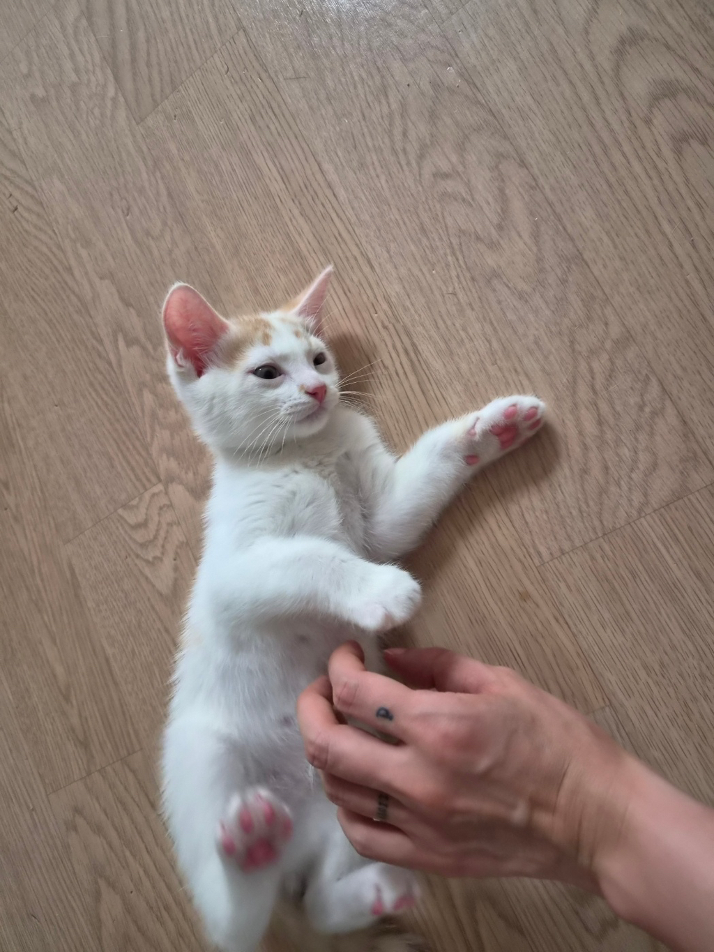 [입양홍보] 와기 고양이 오늘만 무료 구경 | 인스티즈