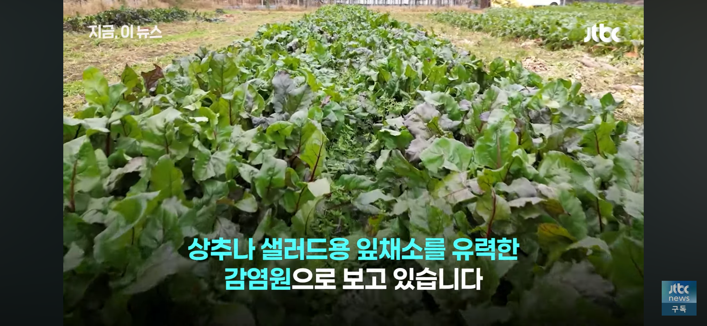 세척해도 안 죽는다, 미국 덮친 기생충 감염 급증 | 인스티즈