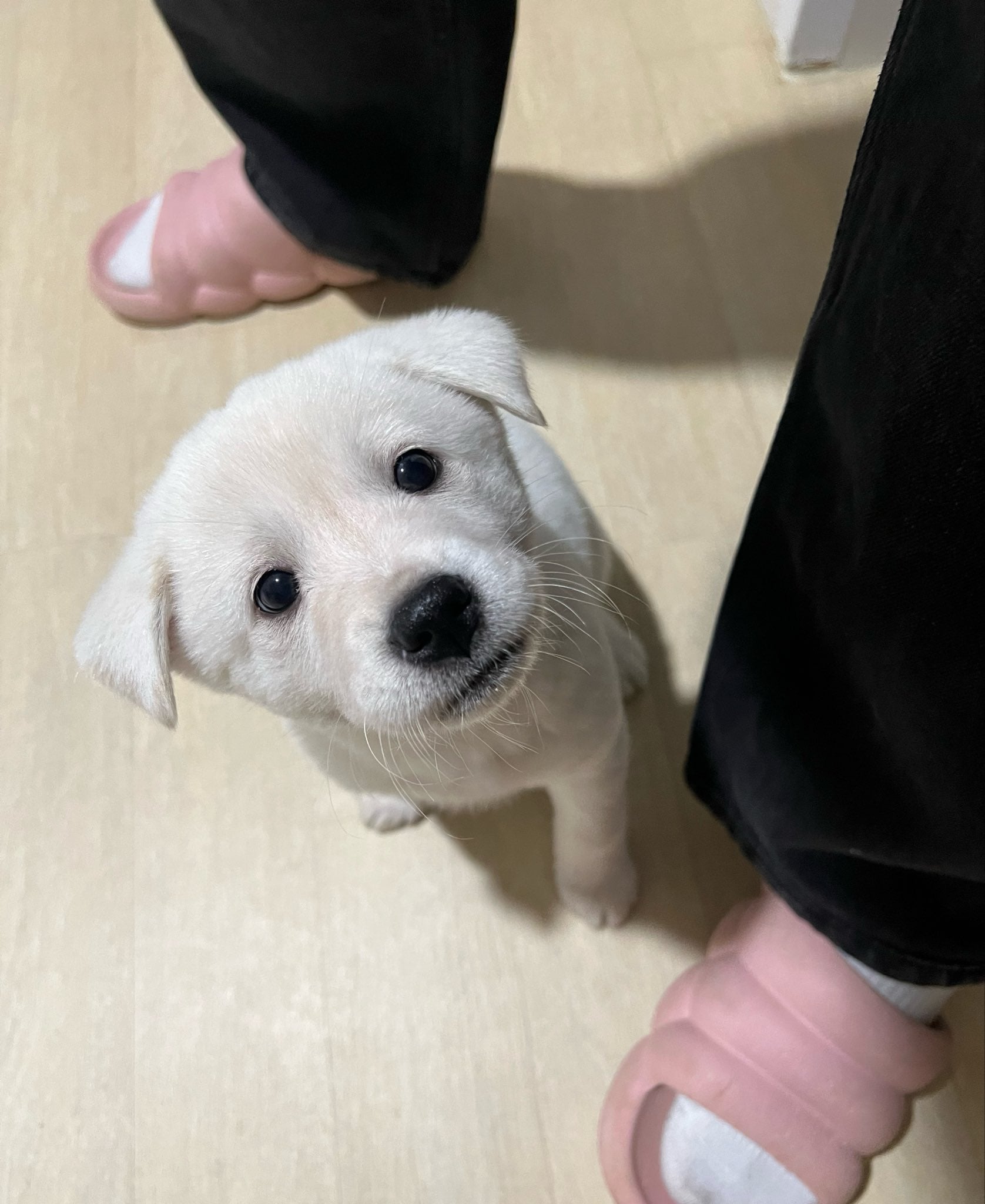 🐶 언니 머해? 나랑 놀아 | 인스티즈