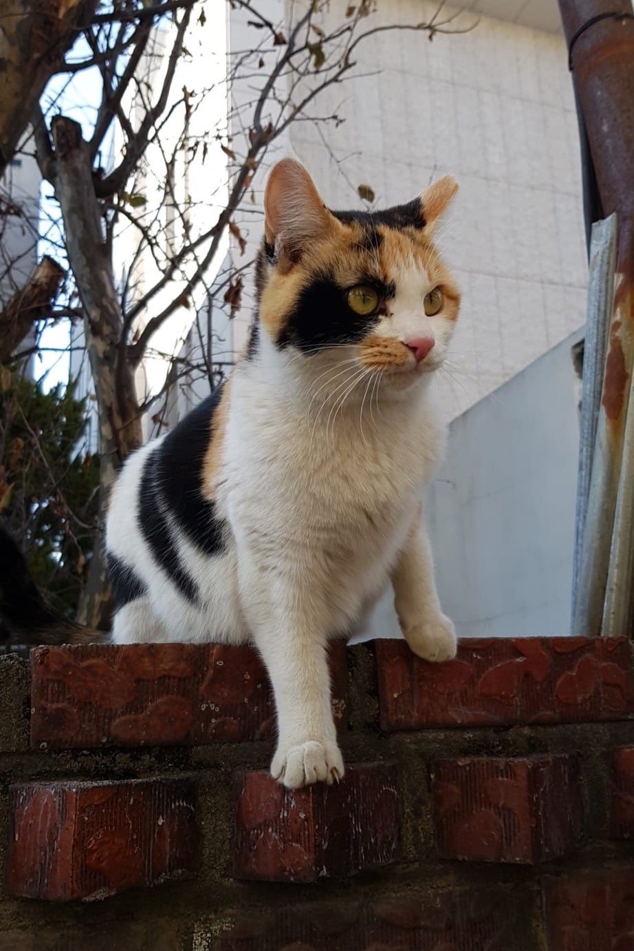 길냥이 왜 이렇게 예뻐..? | 인스티즈