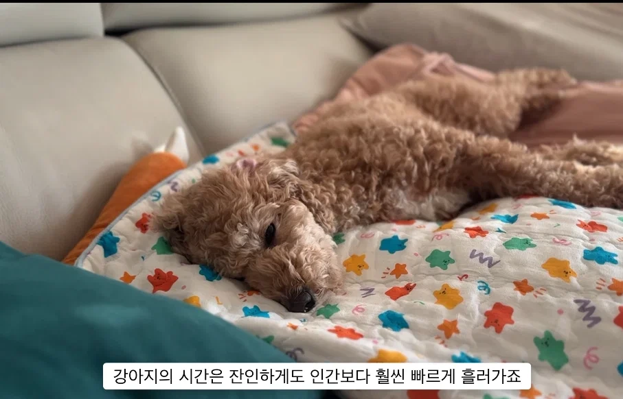 이거 다 감당가능하면 강아지 키워라.jpg | 인스티즈