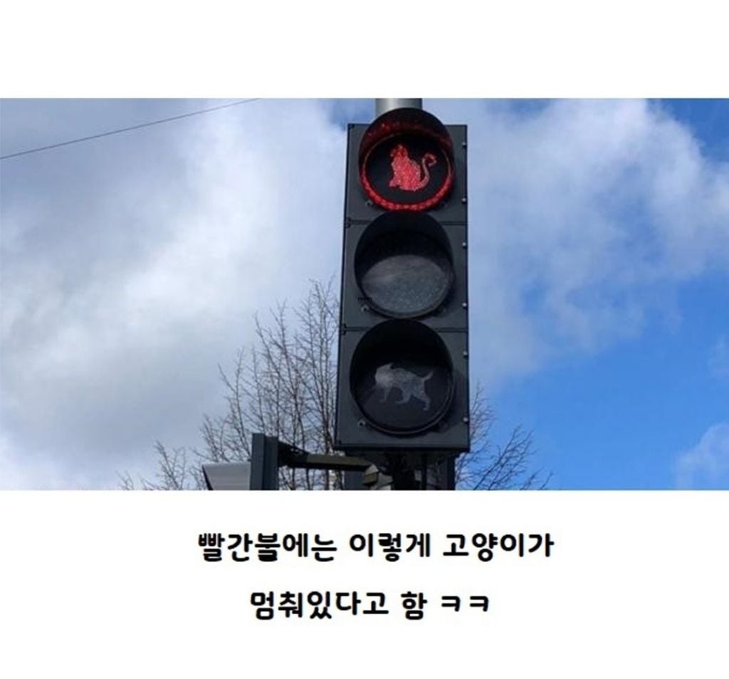 '남다른 동물 사랑'…고양이 전용 신호등 도입한 도시 | 인스티즈