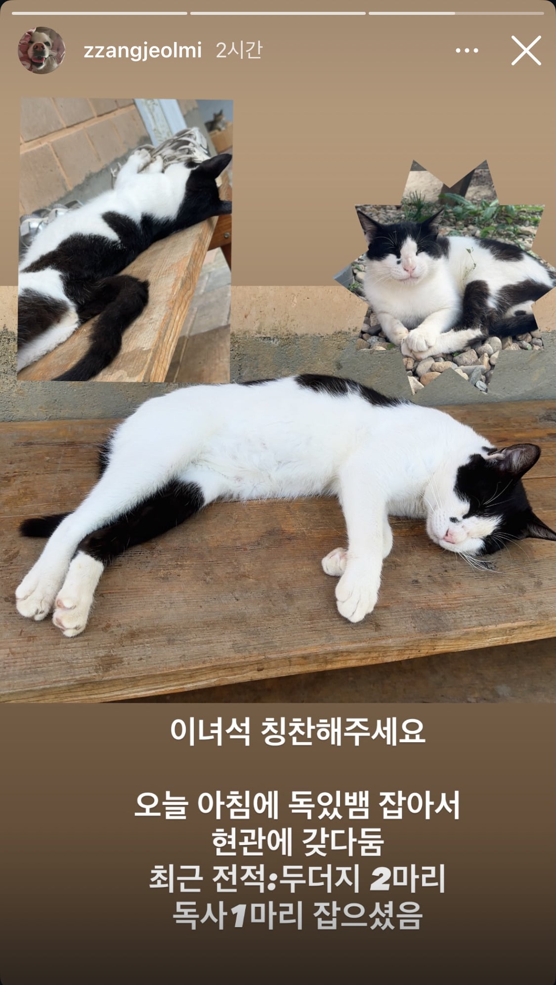 짱절미네 고양이 근황 | 인스티즈
