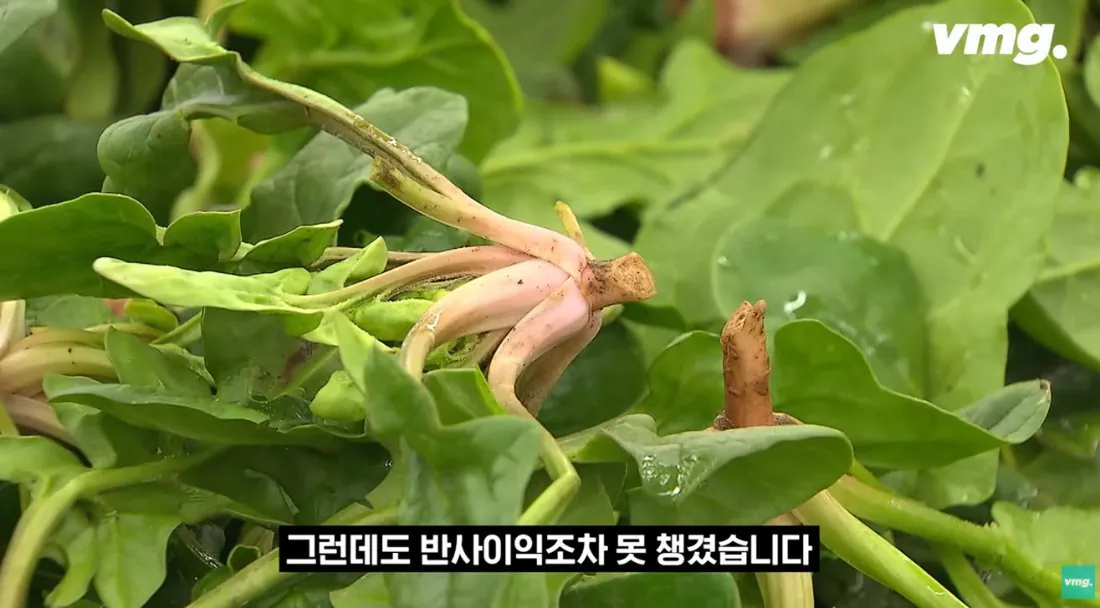 스압주의) 적자매장 비율 57% 심각한 하나로마트 상황 | 인스티즈