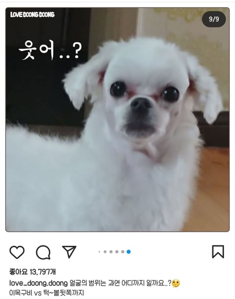 강아지 얼굴 범위 논란.jpg | 인스티즈
