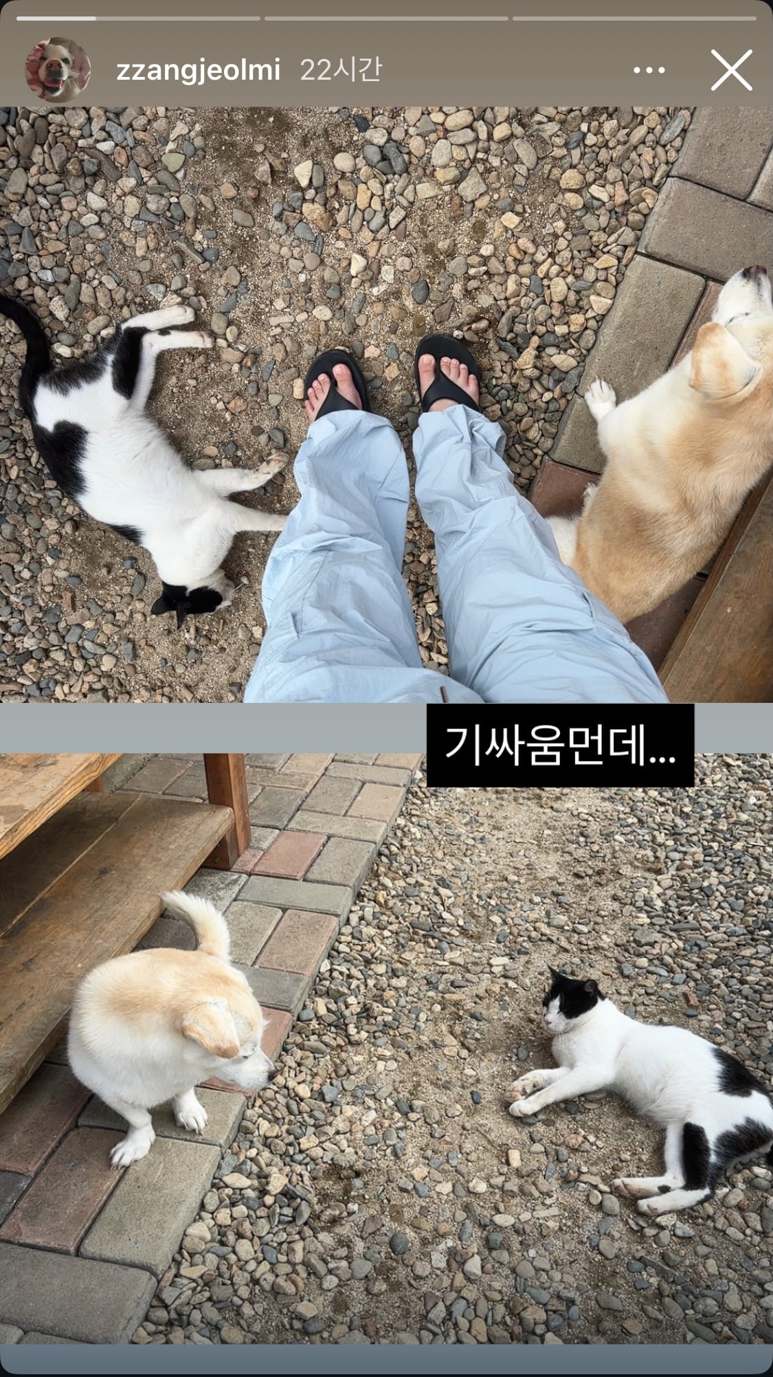 짱절미네 고양이 근황 | 인스티즈