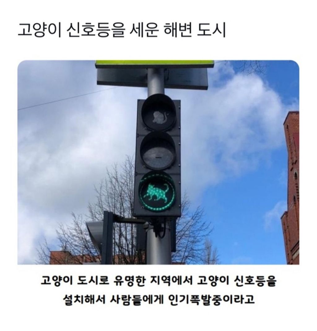 '남다른 동물 사랑'…고양이 전용 신호등 도입한 도시 | 인스티즈