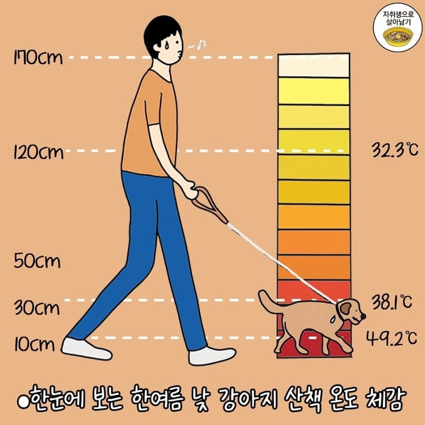 [소셜＋] "기온보다 10도 더 뜨거운 지면"…반려견 화상·열사병 주의보 | 인스티즈