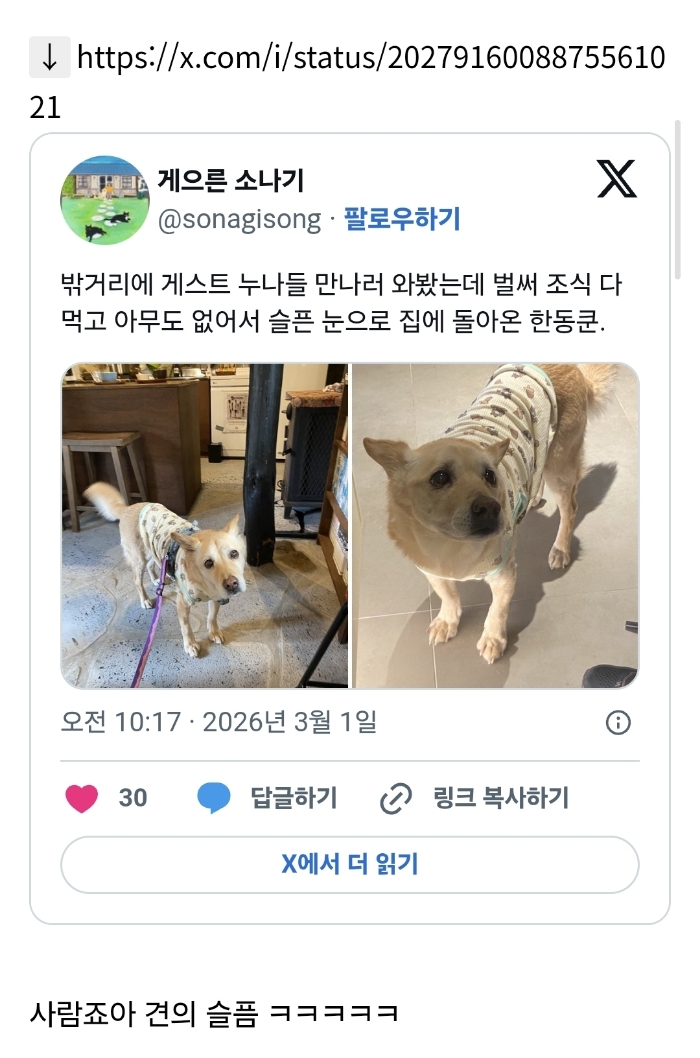 손님 접대를 못해서 울상이 된 게스트하우스 강아지 | 인스티즈
