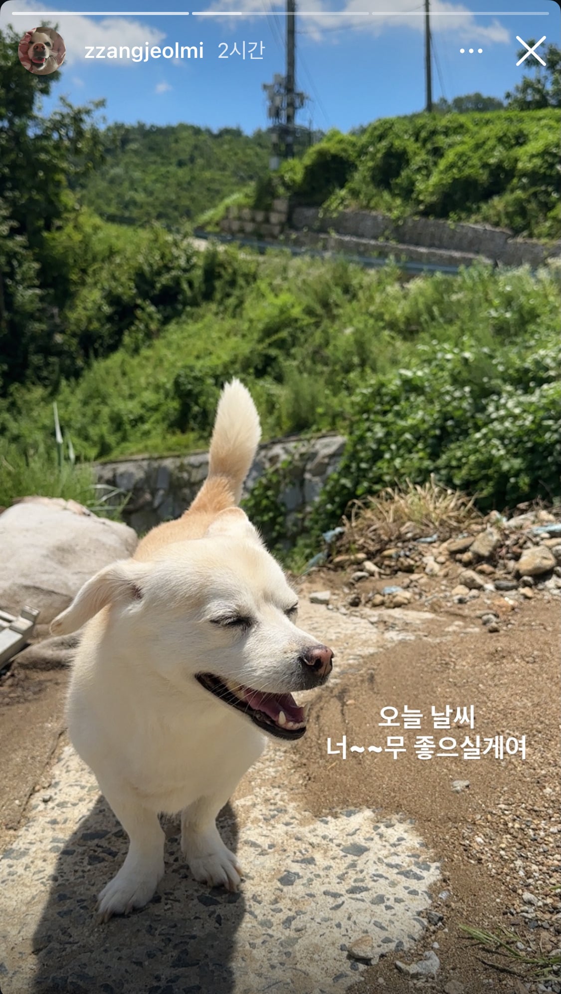 짱절미네 고양이 근황 | 인스티즈