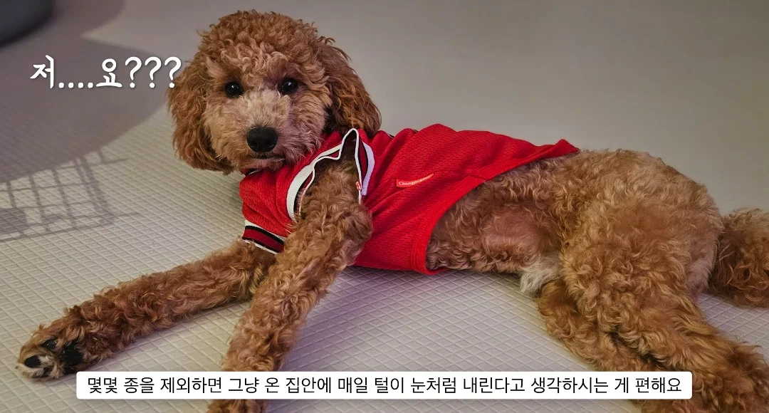 이거 다 감당가능하면 강아지 키워라.jpg | 인스티즈