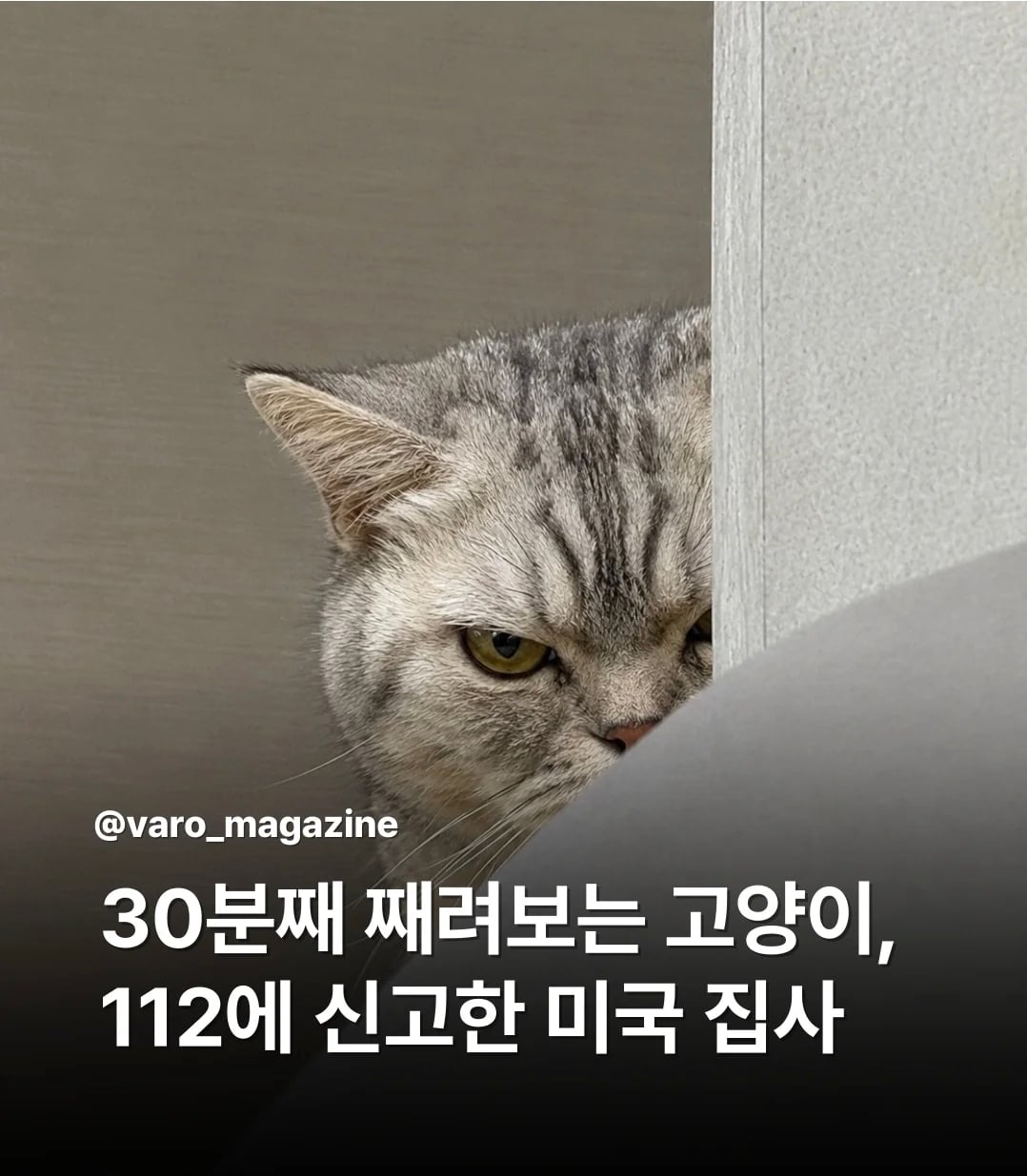 30분째 째려보는 고양이 112에 신고한 미국 집사 | 인스티즈
