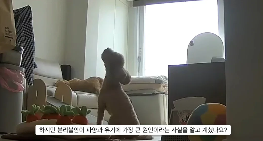 이거 다 감당가능하면 강아지 키워라.jpg | 인스티즈