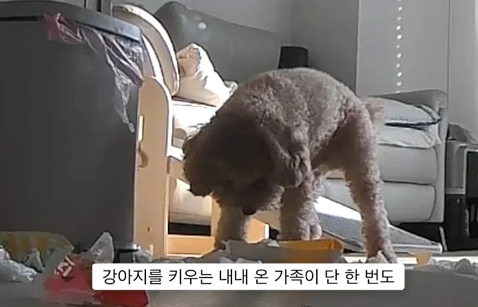 이거 다 감당가능하면 강아지 키워라.jpg | 인스티즈