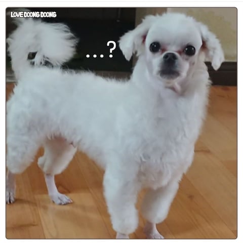 강아지 얼굴 범위 논란.jpg | 인스티즈