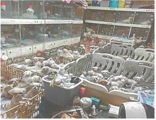 살아 있는 어미 개 배 가른 화성 번식장 업주 1심 징역 1년6개월 | 인스티즈