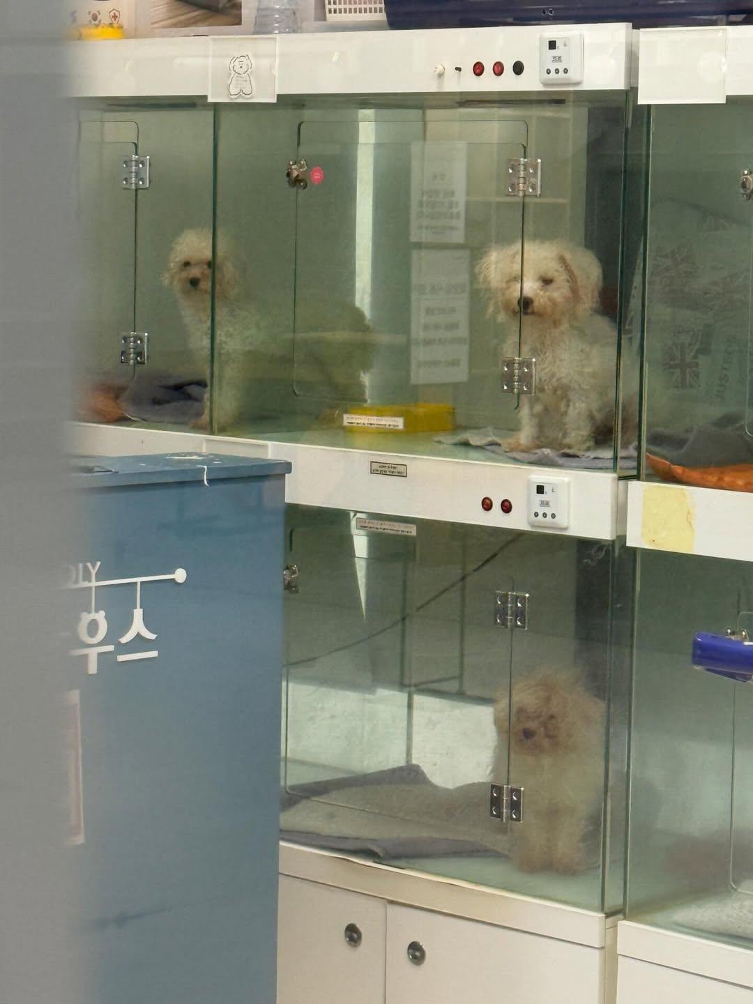 폐업 후 방치되고 있는 것 같다는 펫샵 | 인스티즈