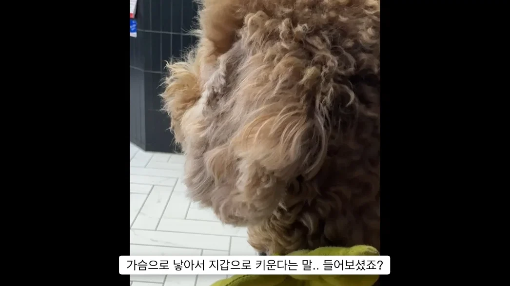 이거 다 감당가능하면 강아지 키워라.jpg | 인스티즈