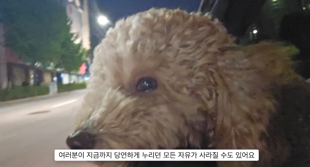 이거 다 감당가능하면 강아지 키워라.jpg | 인스티즈
