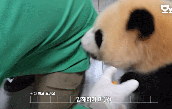 푸바오&루이&후이바오🐼 첫 백신 맞은날 | 인스티즈