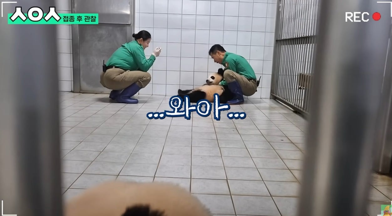 푸바오&루이&후이바오🐼 첫 백신 맞은날 | 인스티즈