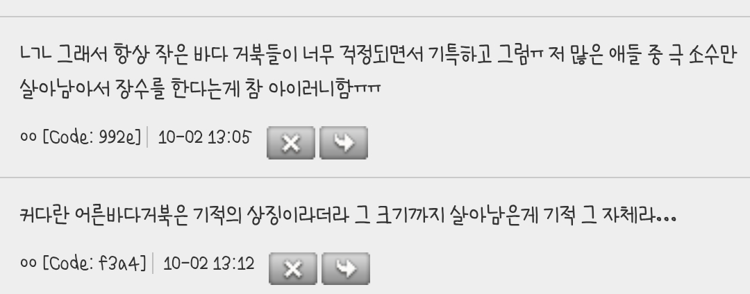 난 아기거북들이 바다로 나가는 짤 볼때마다 왤케 슬프지 | 인스티즈