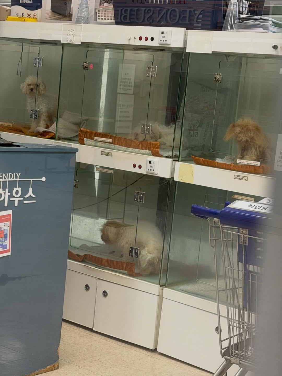 핫플 간 방치 펫샵 강쥐들 구조완료했다 함 | 인스티즈