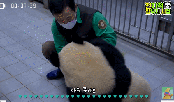 푸바오&루이&후이바오🐼 첫 백신 맞은날 | 인스티즈
