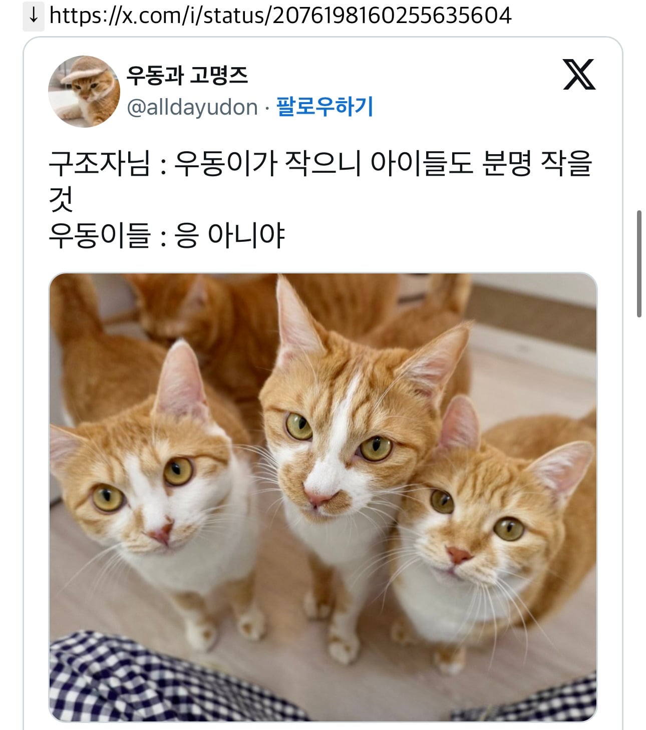 이런 고앵이들 보통 작은쪽이 엄마이고 그걸 좋아함 | 인스티즈