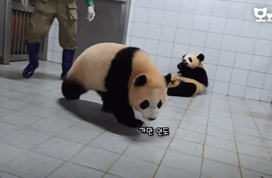 푸바오&루이&후이바오🐼 첫 백신 맞은날 | 인스티즈