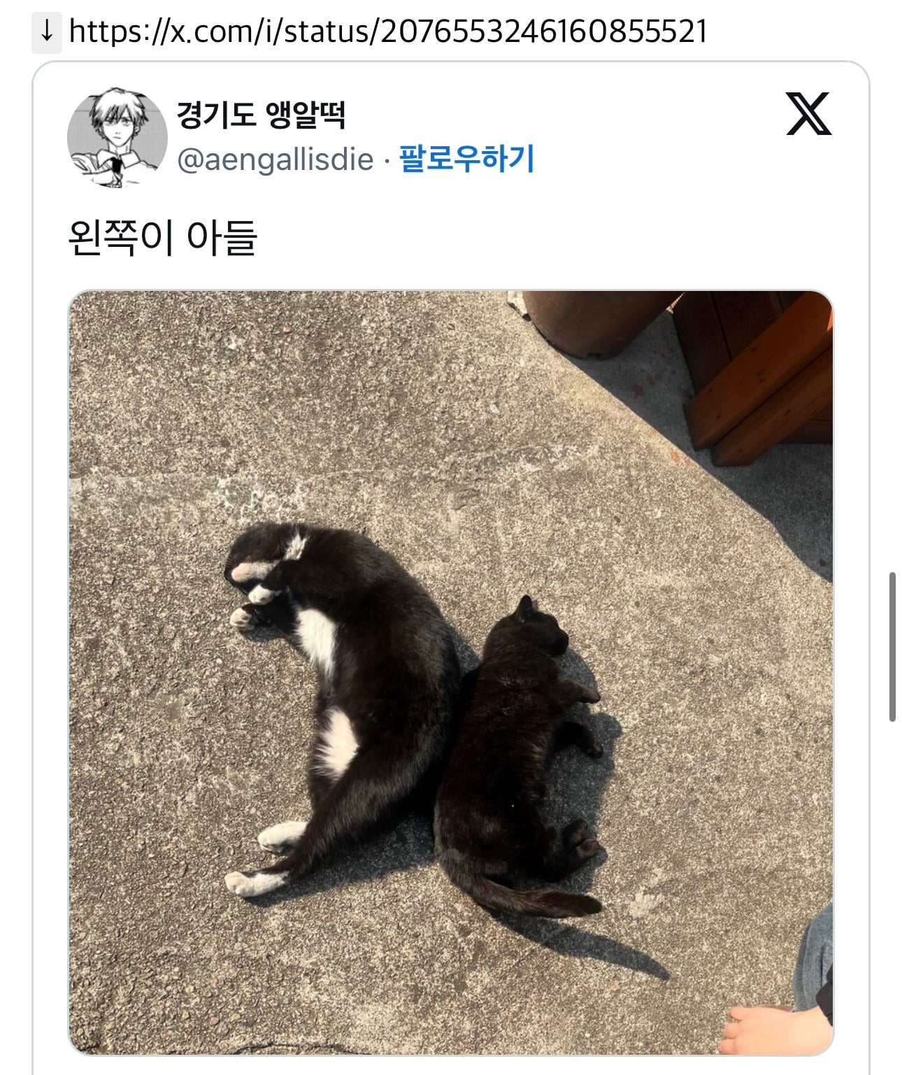 이런 고앵이들 보통 작은쪽이 엄마이고 그걸 좋아함 | 인스티즈