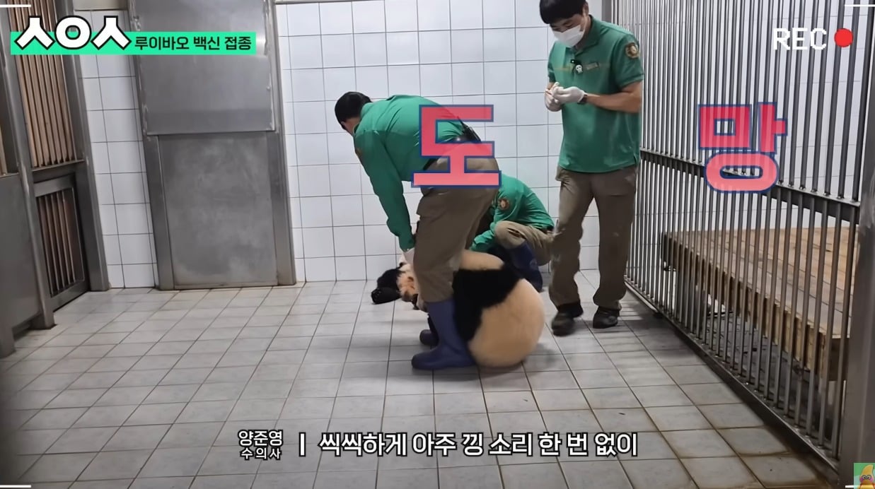 푸바오&루이&후이바오🐼 첫 백신 맞은날 | 인스티즈