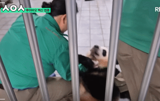 푸바오&루이&후이바오🐼 첫 백신 맞은날 | 인스티즈