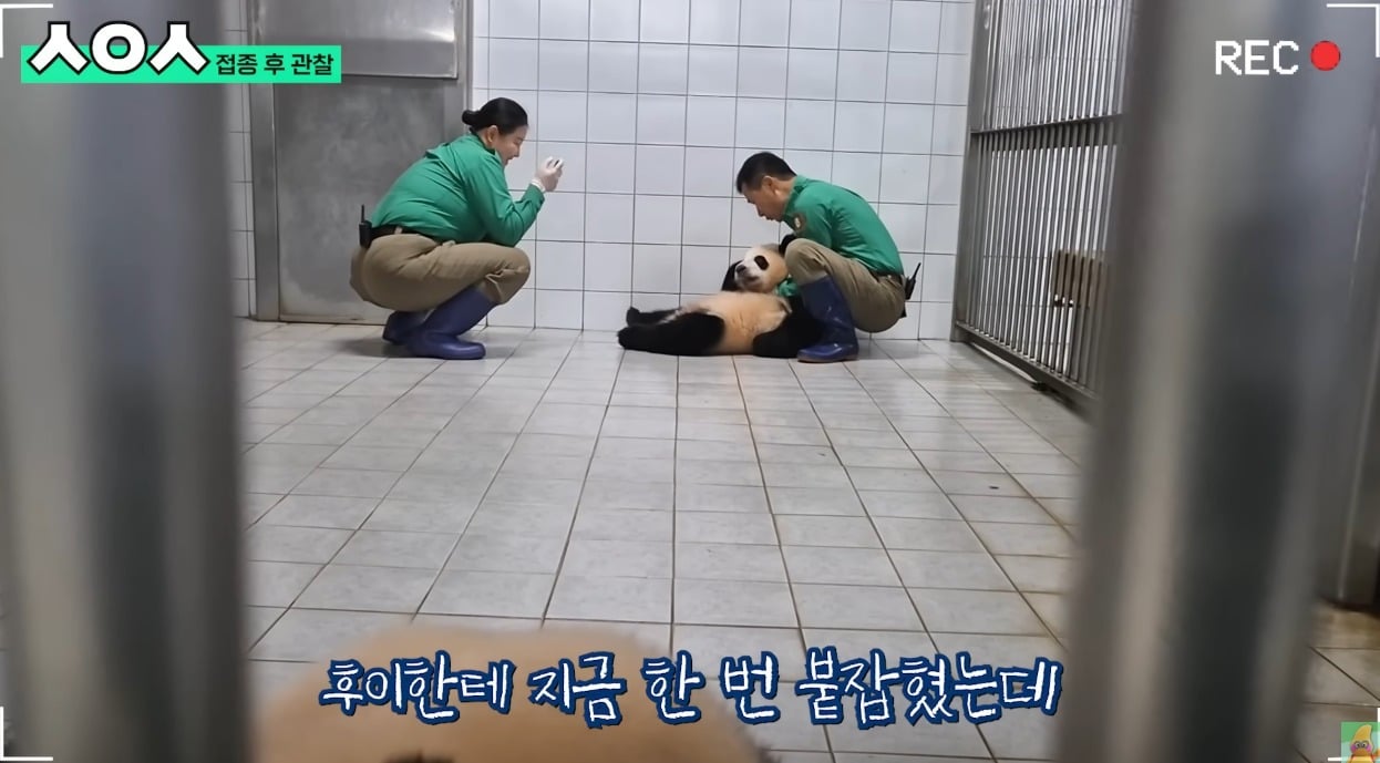 푸바오&루이&후이바오🐼 첫 백신 맞은날 | 인스티즈